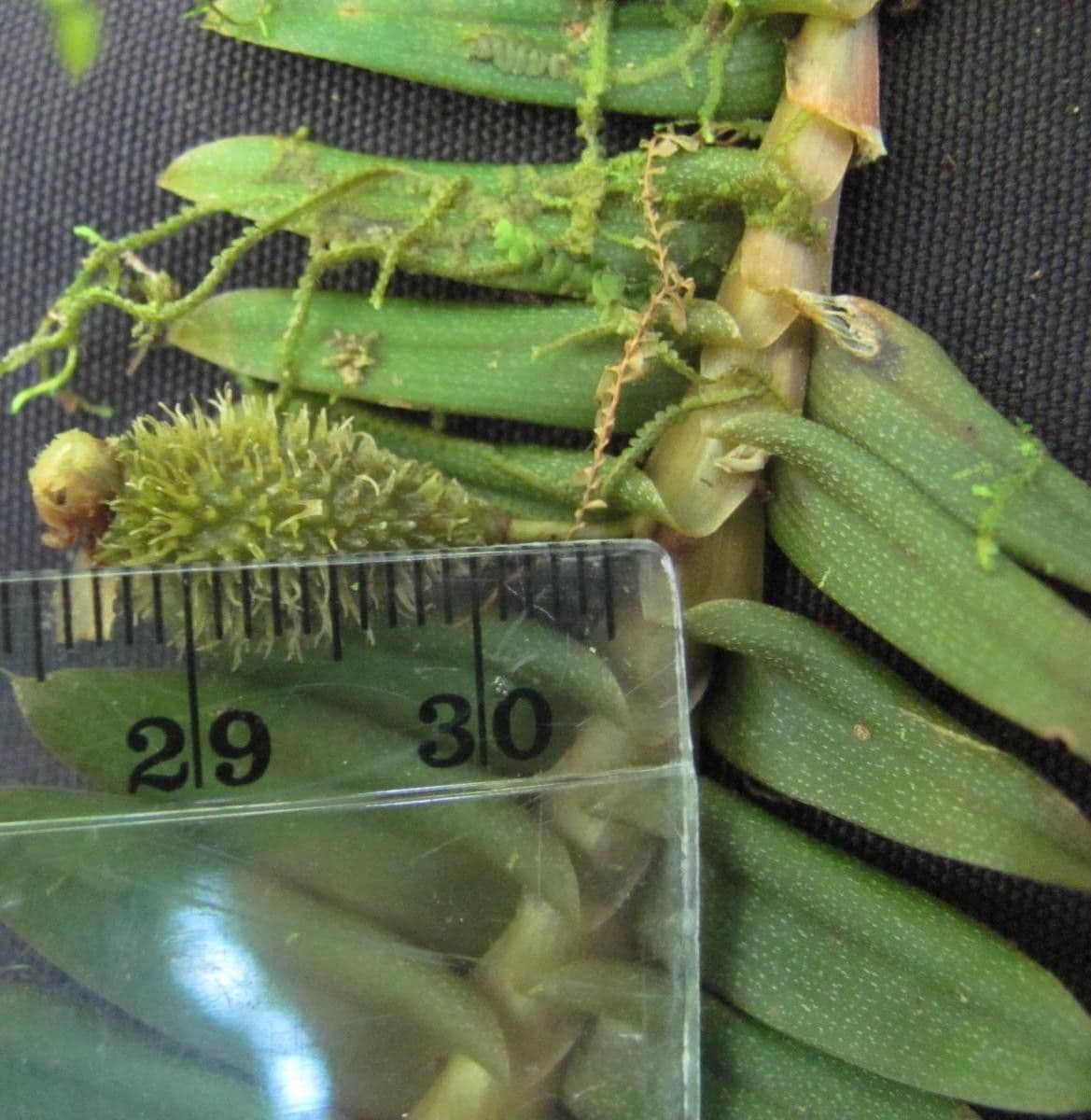 Dichaea 3