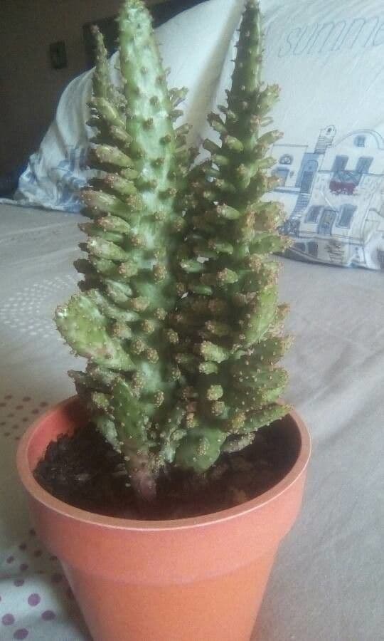 Opuntia a tre spine 17