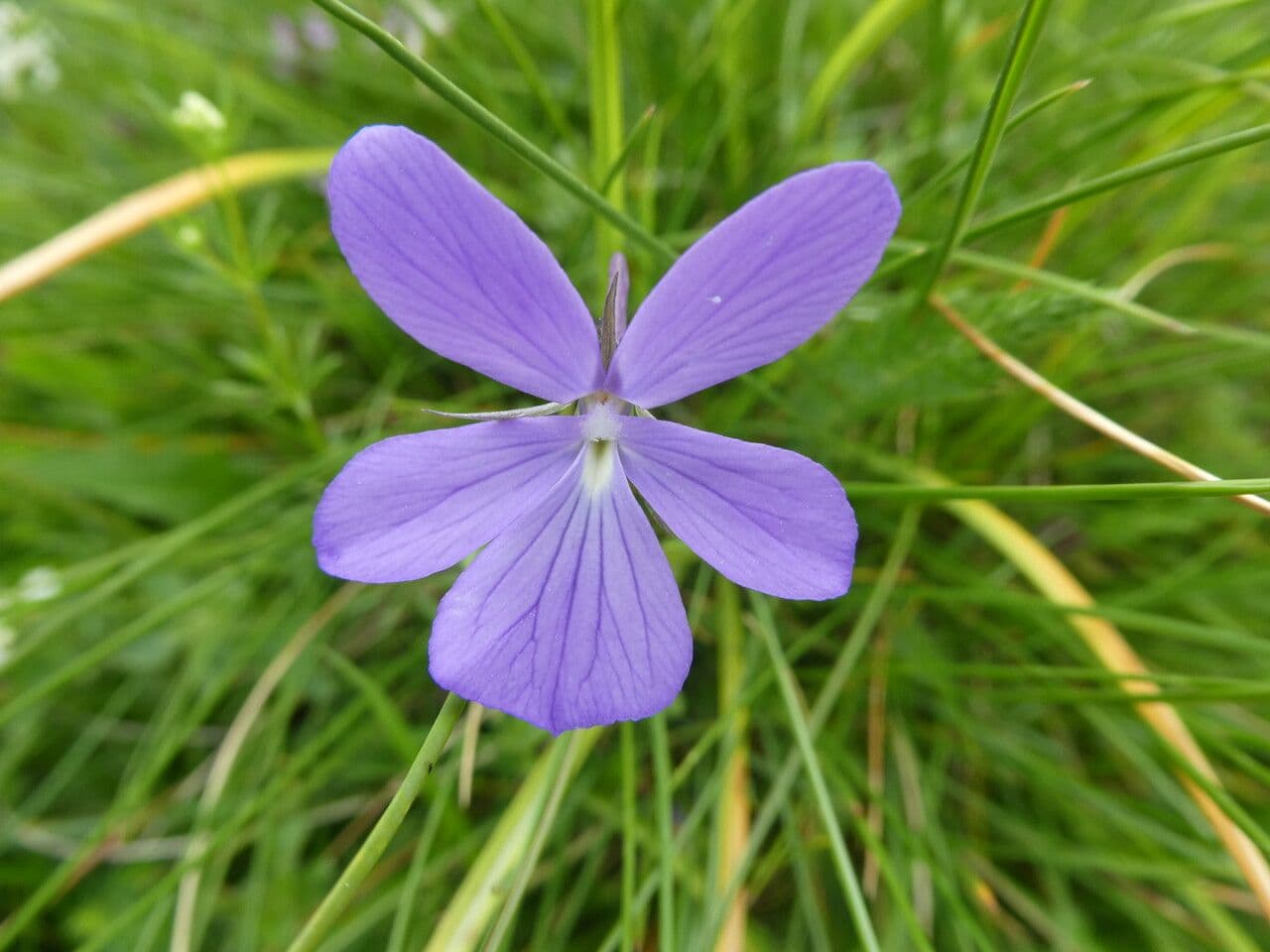Bedding pansy 9