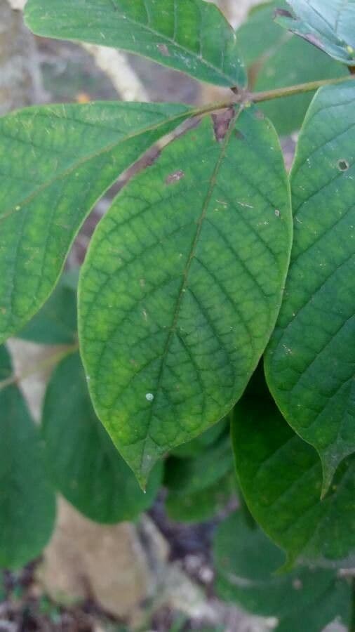 Acrocarpus 8