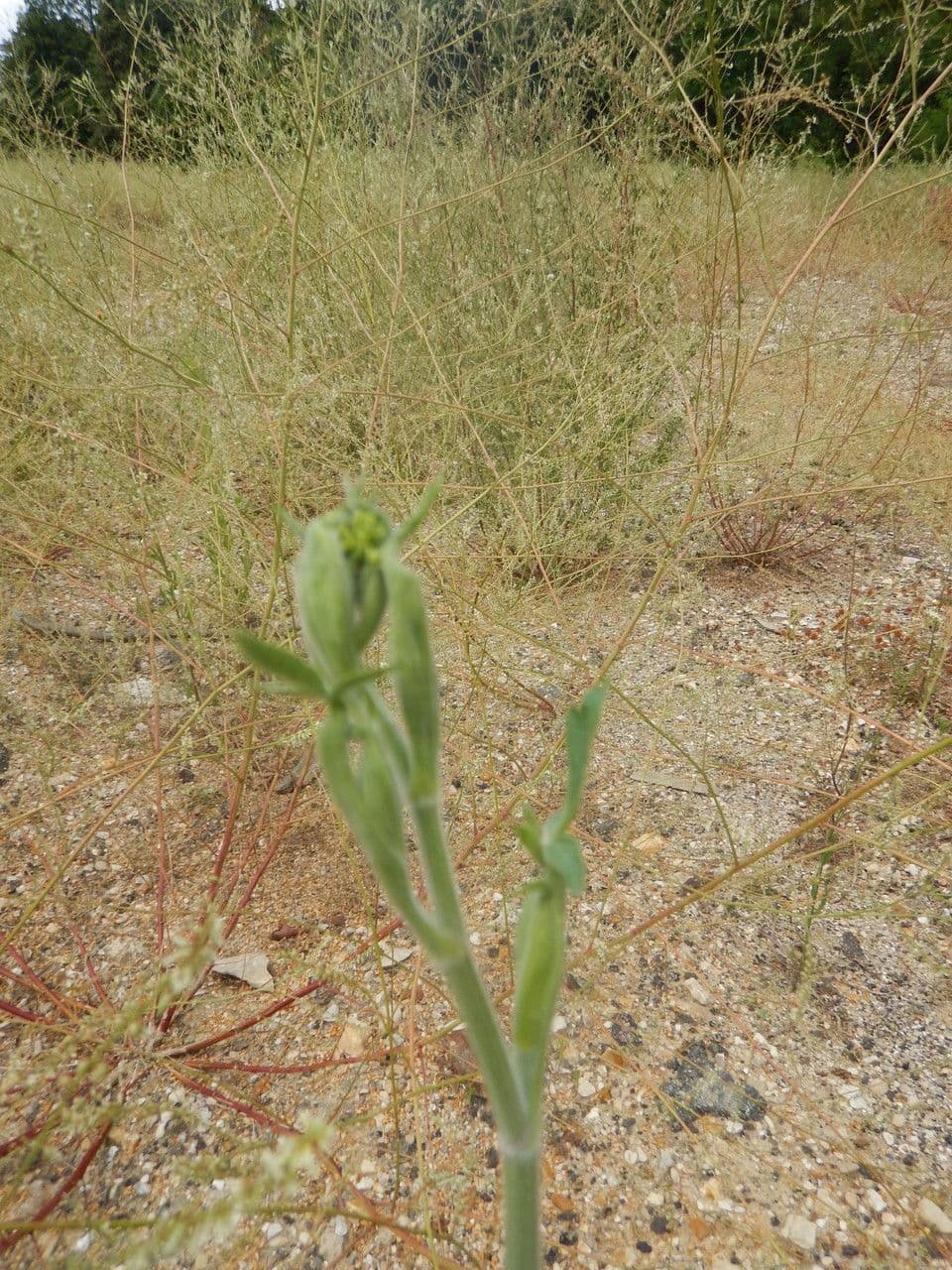 Große Bibernelle