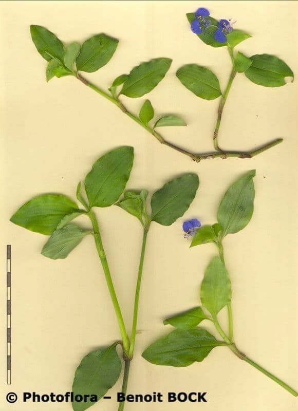 Commelina comune 28