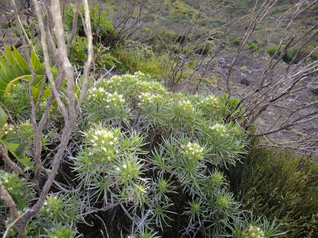Echium 10