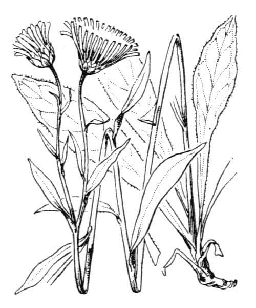 Occhio di bue 27