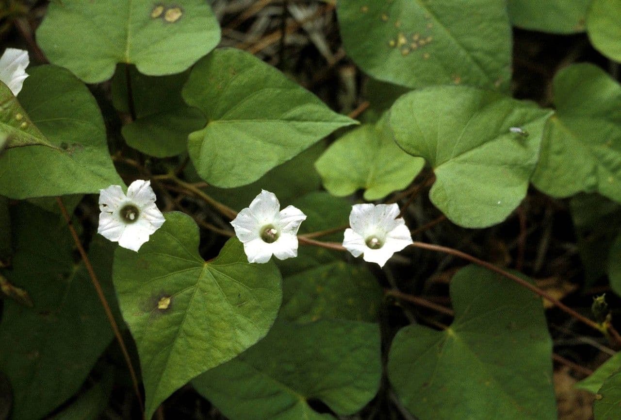 Ipomoea lacunosa 13