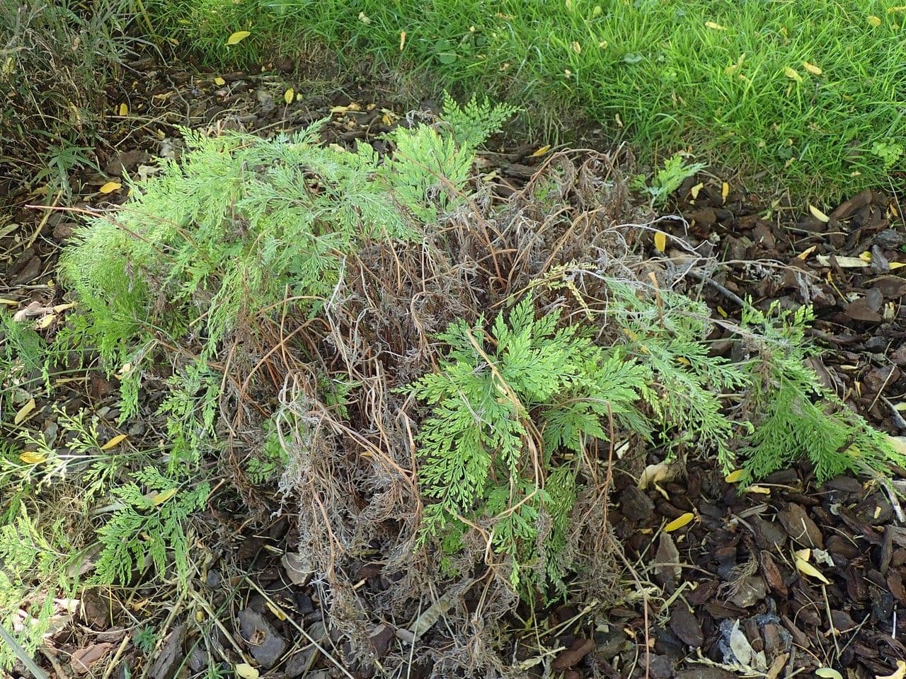 Onychium japonské 2