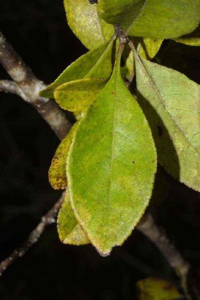 Forestiera ligustrina 10