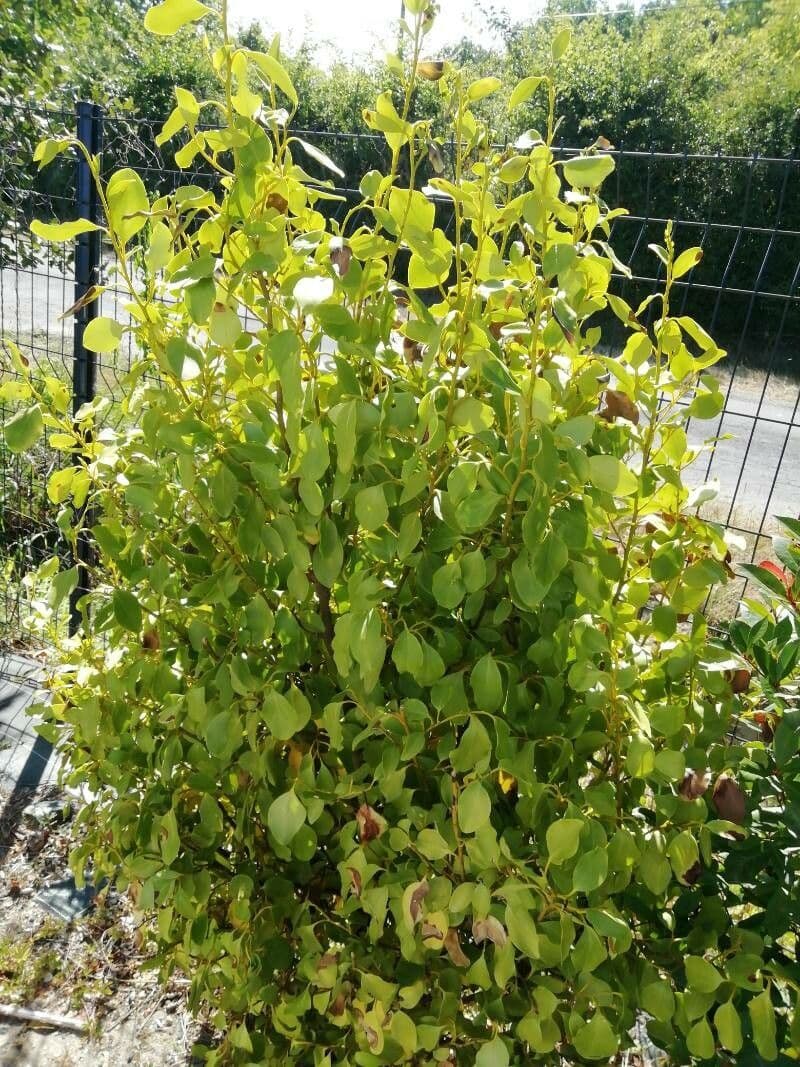 Griselinia 11