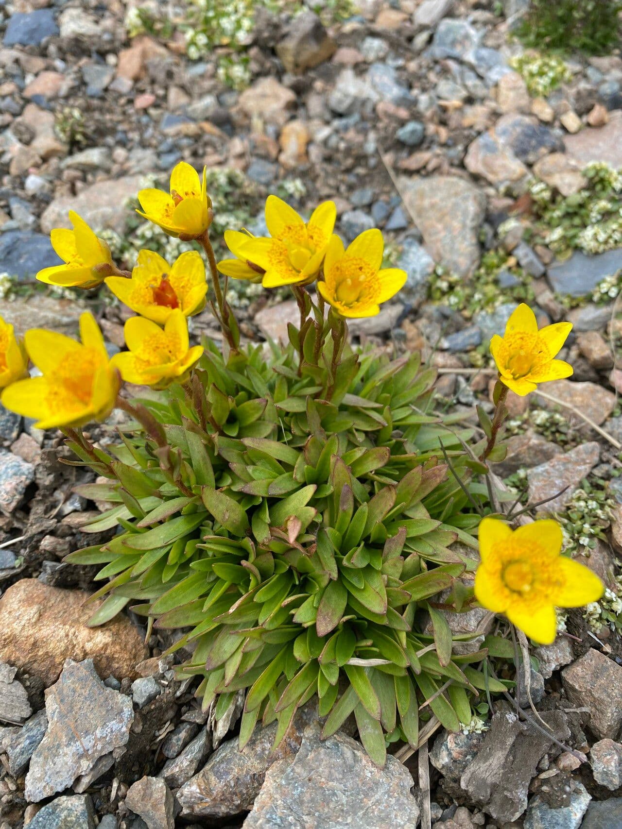 Sassifraga hirculus 20