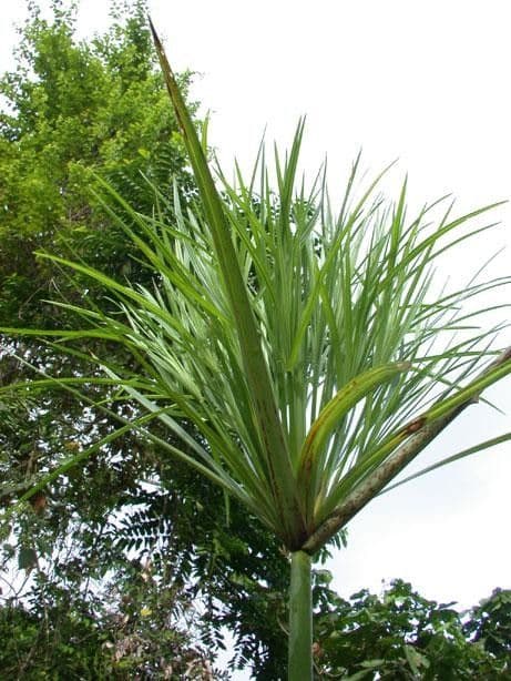 Zigolo gigante 6