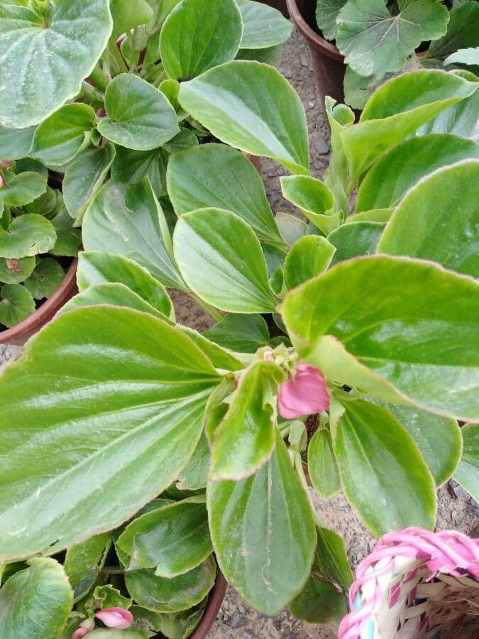 Bergenia cordifolia 21