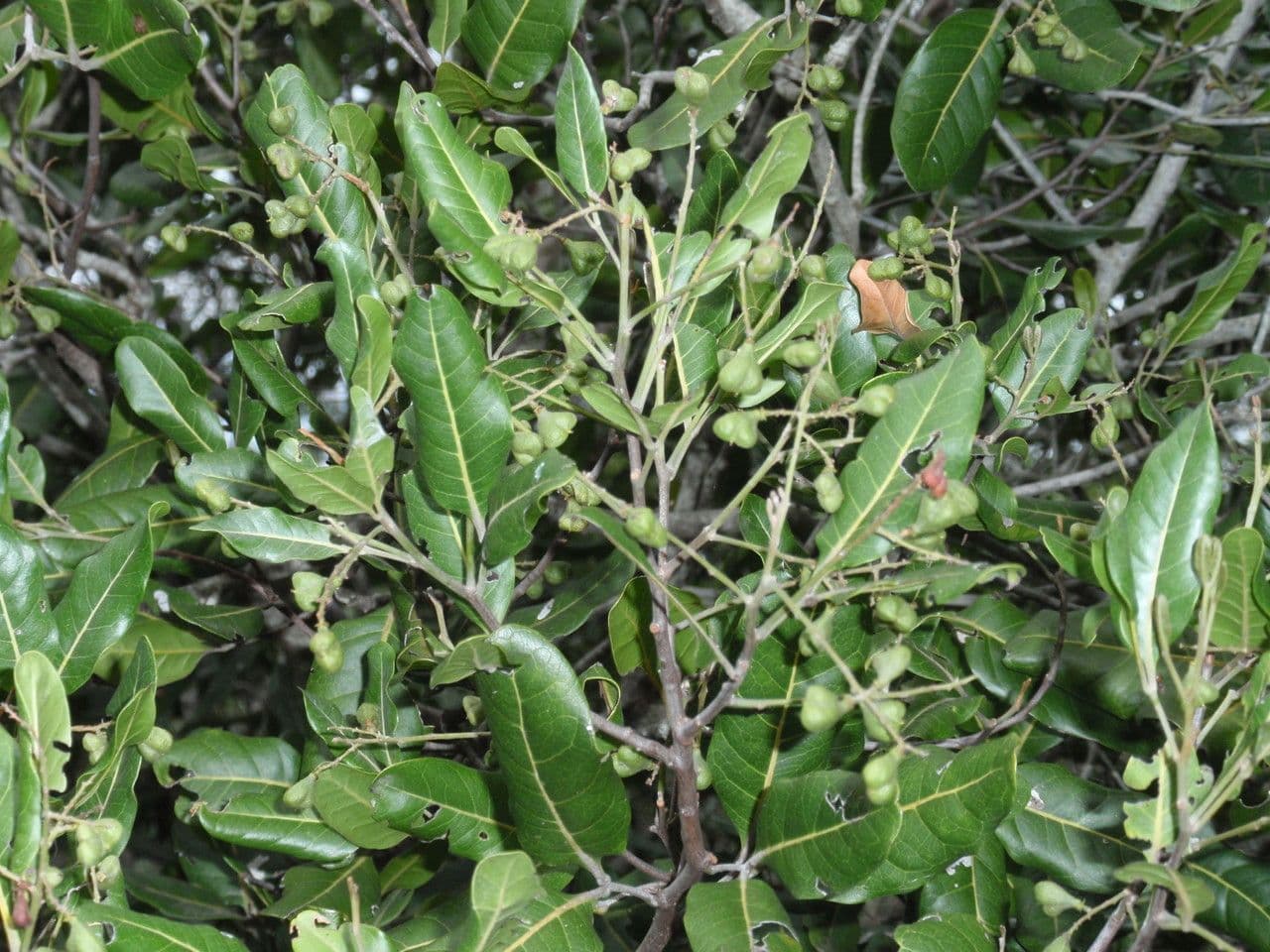 Croton 18