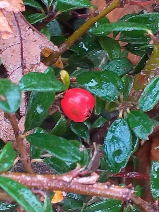Cotonéaster de Suède