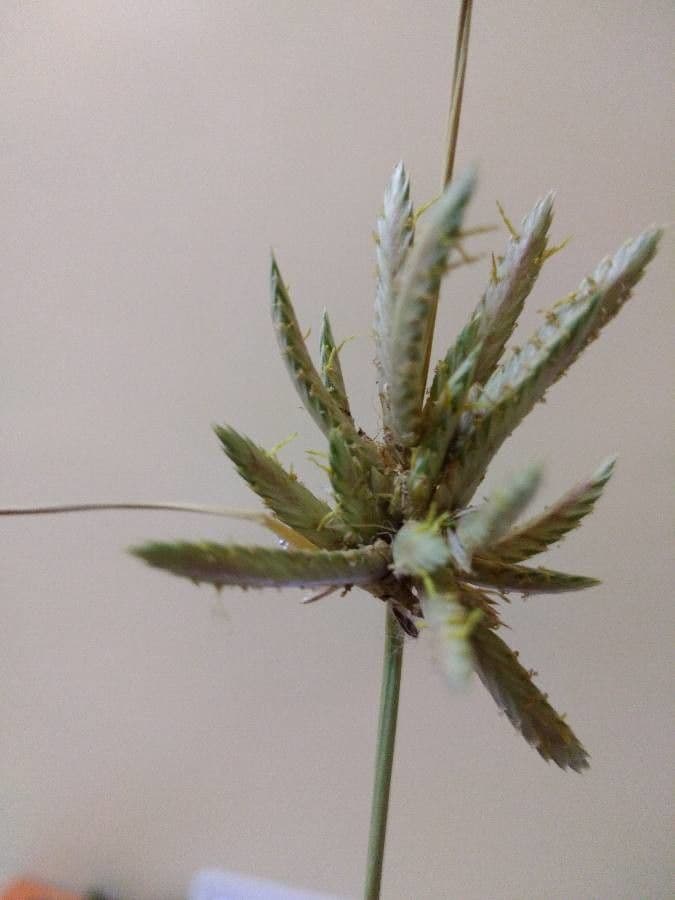 Cipero conglomerato