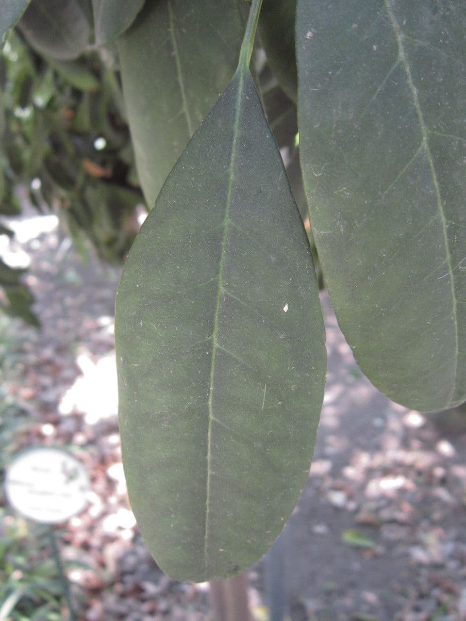 Pilocarpus pernatý 17