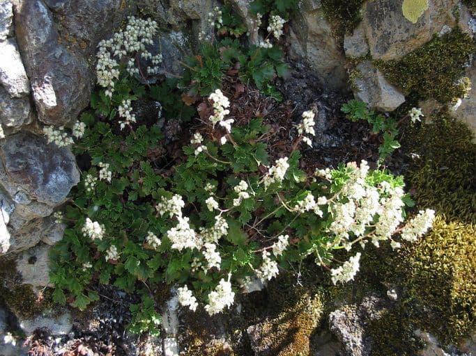 Alumroot de Merriam 4