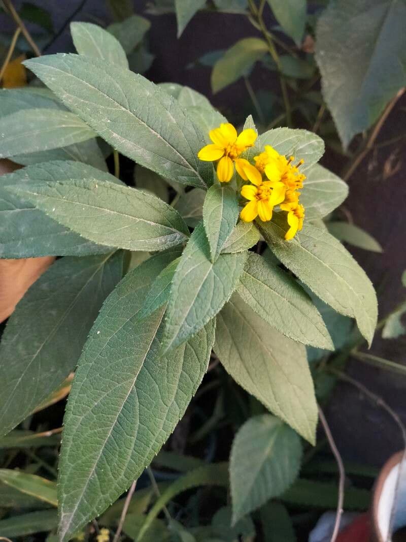 Calea urticifolia 3