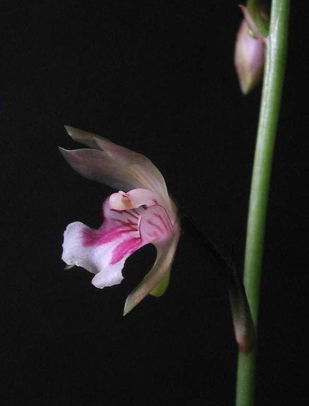Orchidea monaca 8