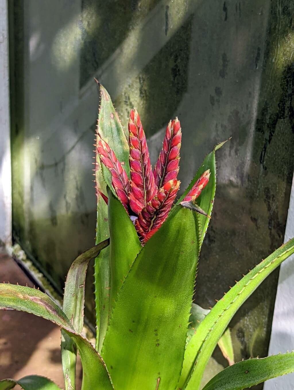 Aechmea 2