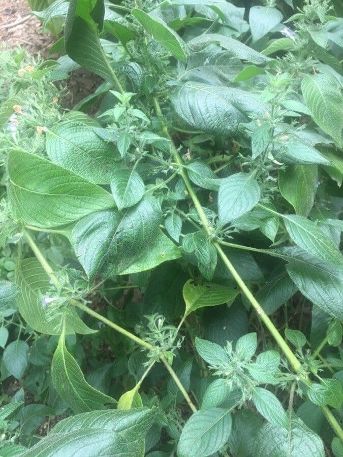Ruellia 3
