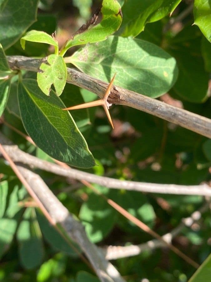 Berberitze 5