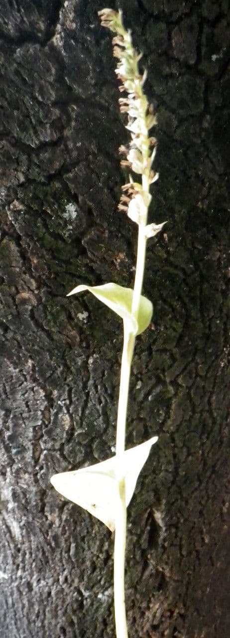 Gennaria diphylla 15