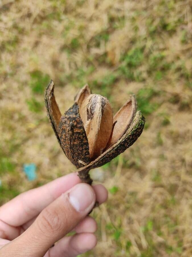 Cedrela fissilis 4