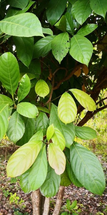 Baccaurea 14