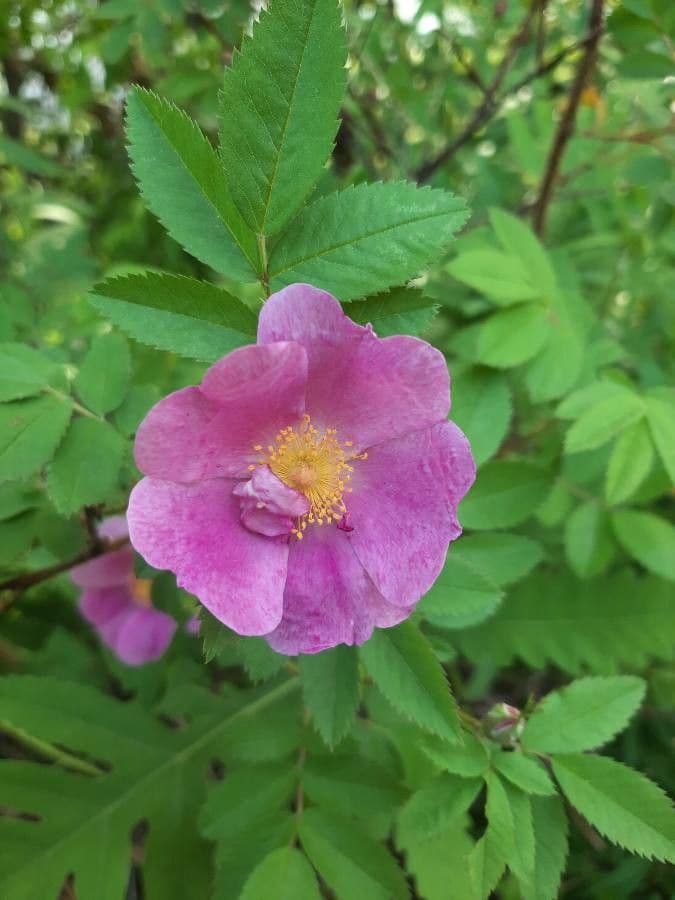 Woods-Rose 9