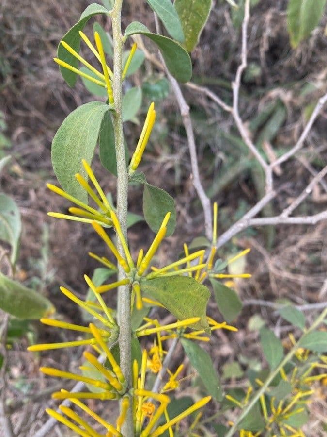 Plicosepalus 8