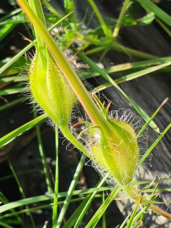 Monsonia 4