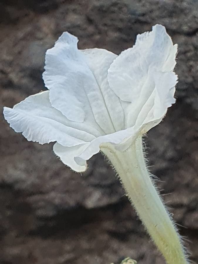 Ruellia bignoniowata
