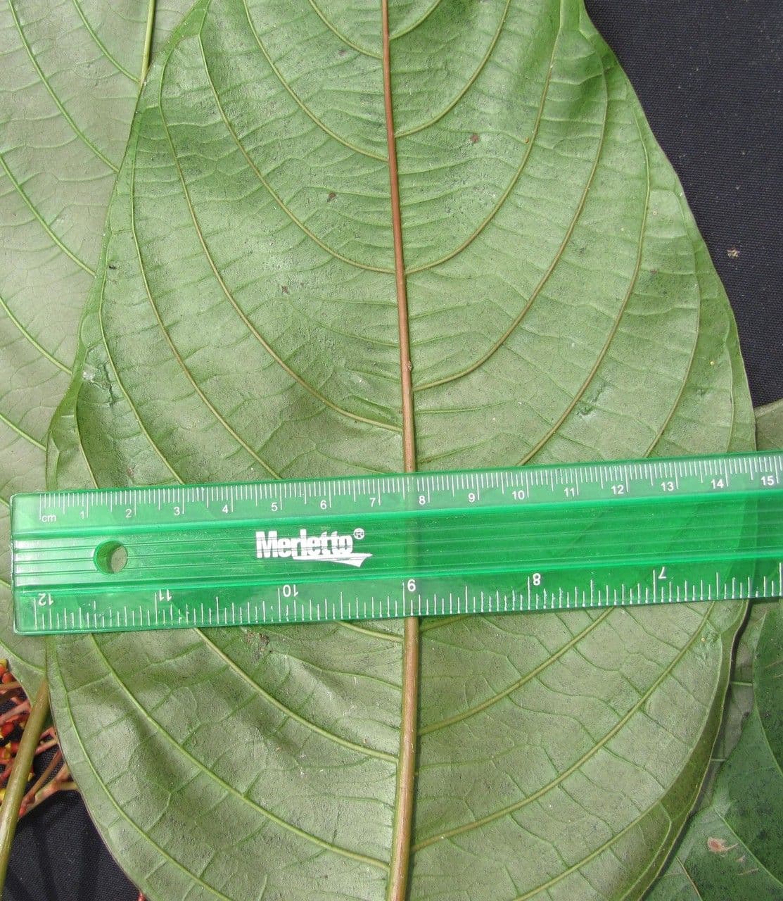 Hamelia 4