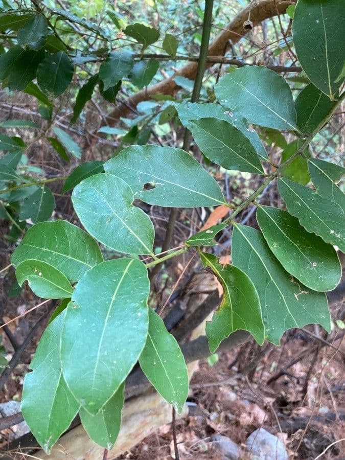 Arbutus menziesii 17