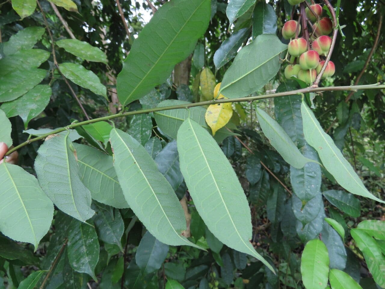 Mabea occidentale 13