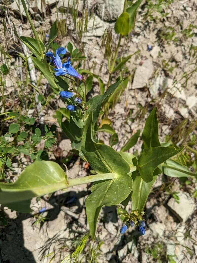 Penstemon cyananthus 10