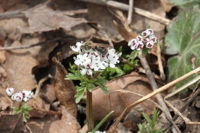Erigenia bulbosa