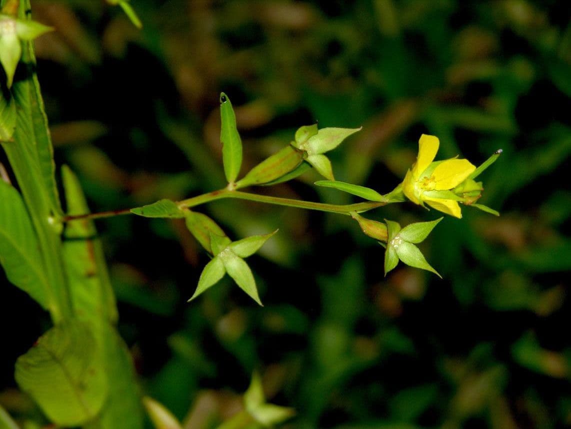 Ludwigia decurrente 17