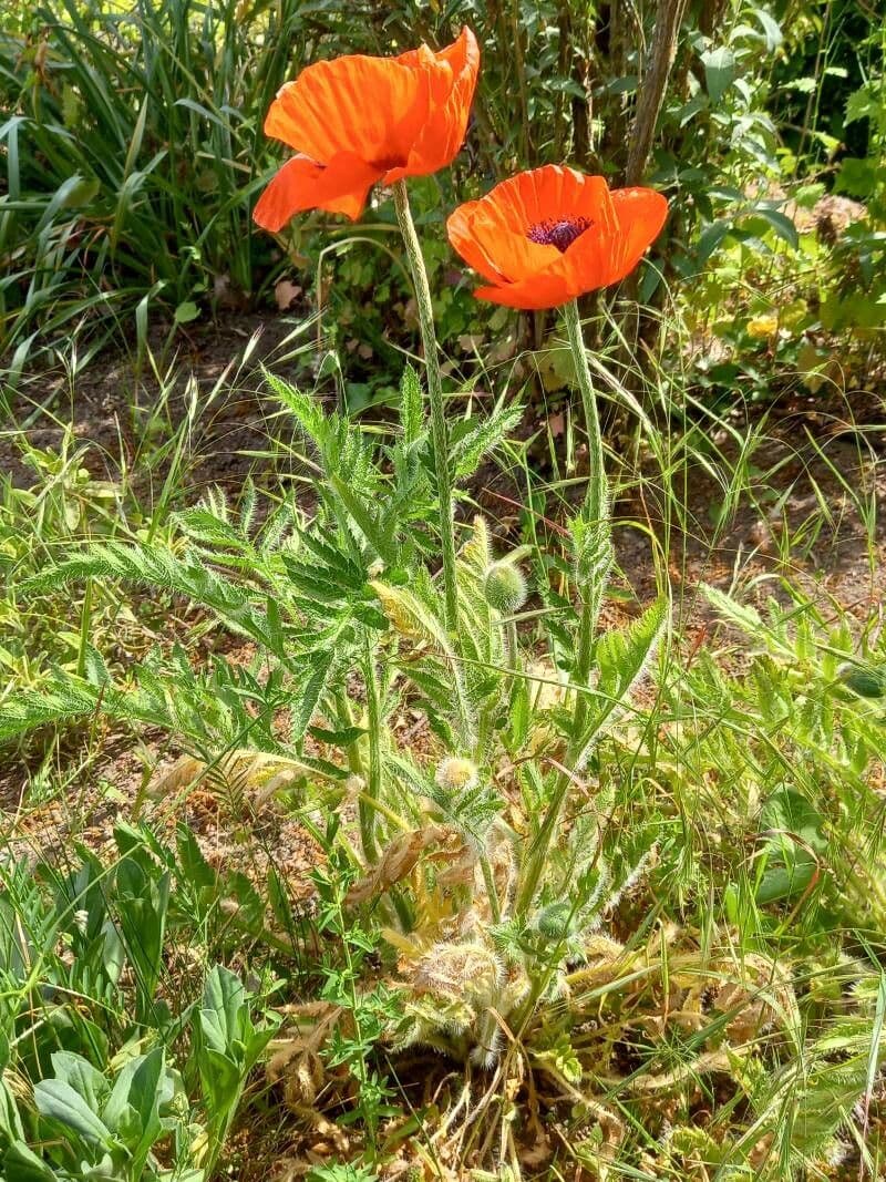 Orientalischer Schlafmohn 14