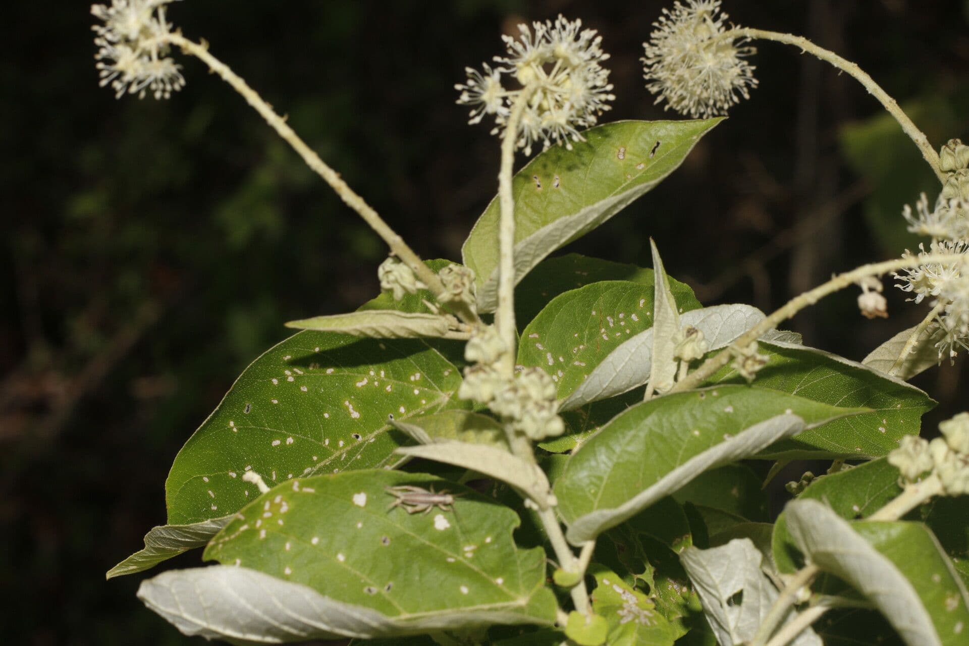 Croton 3
