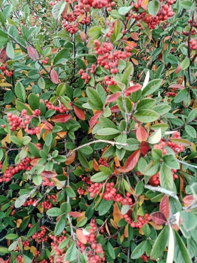 Cotoneaster 26