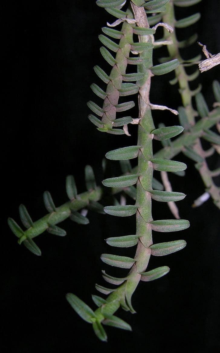 Dichaea 2
