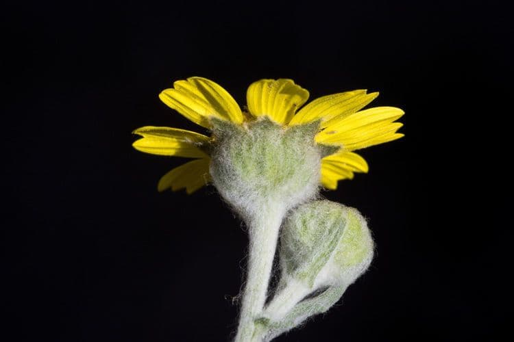 Monolopia lanceolata 2