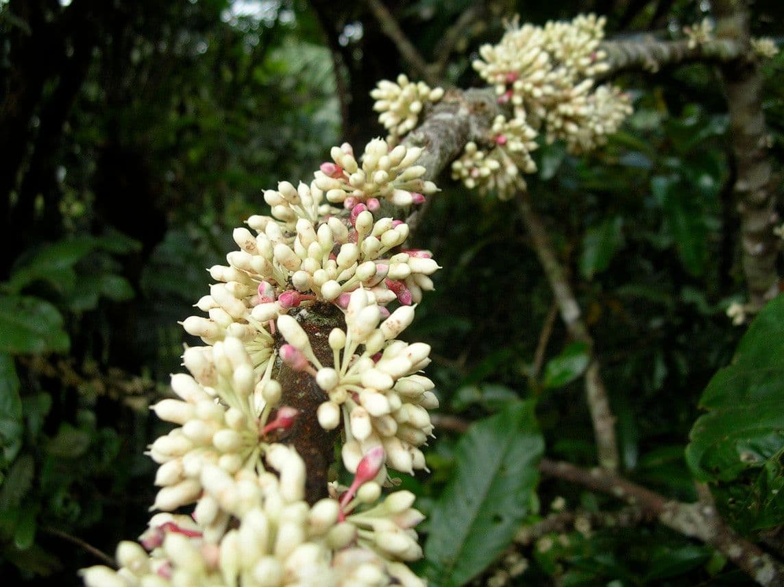 Pycnandra balansae 7