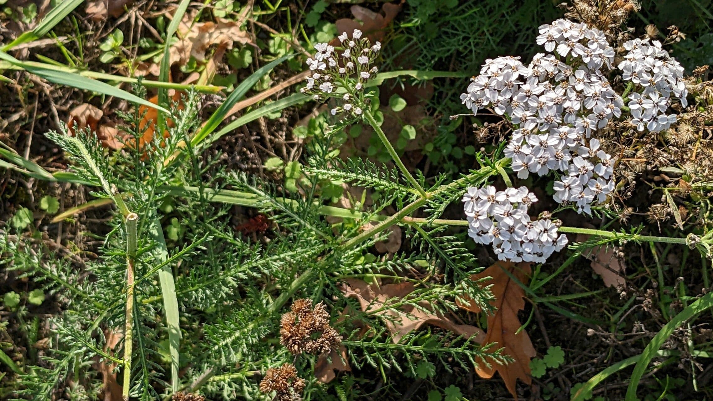 Achillée millefeuille 12