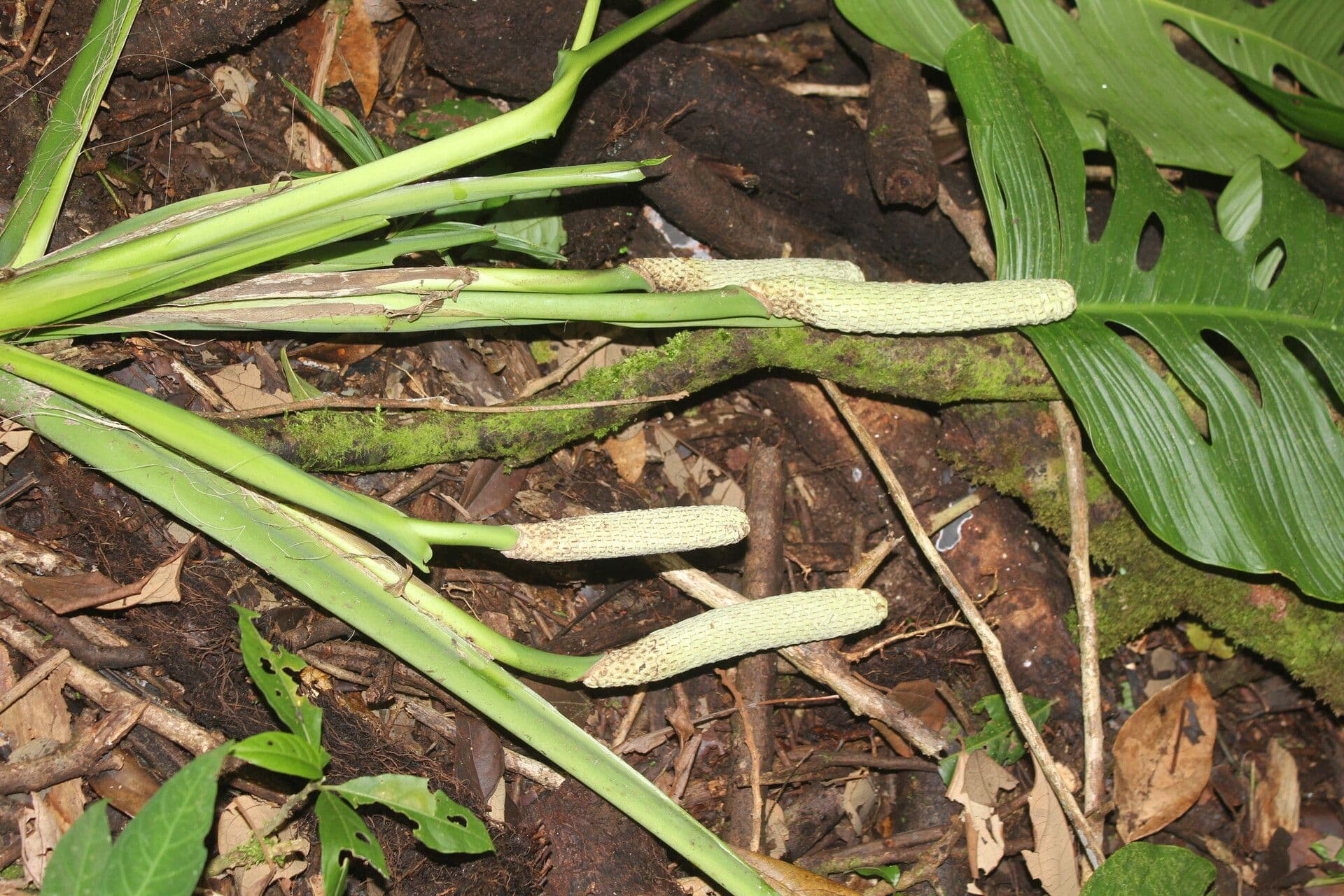 Berg-Monstera