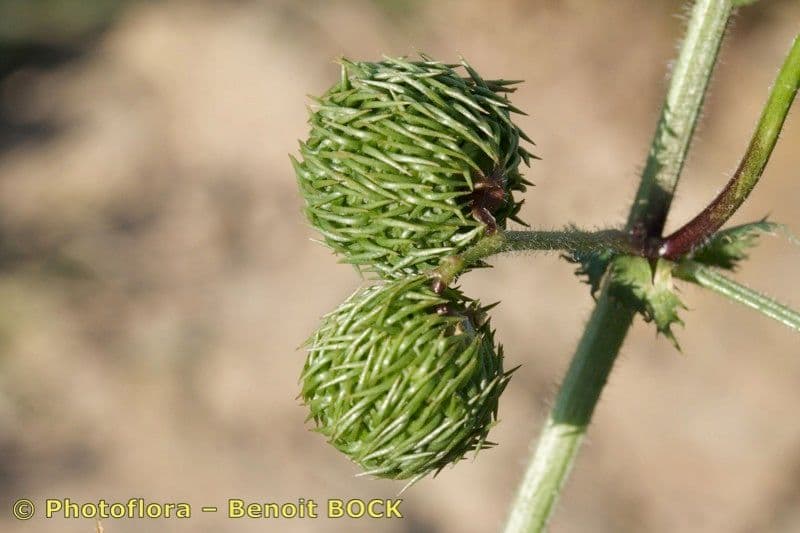 Lucerna 5