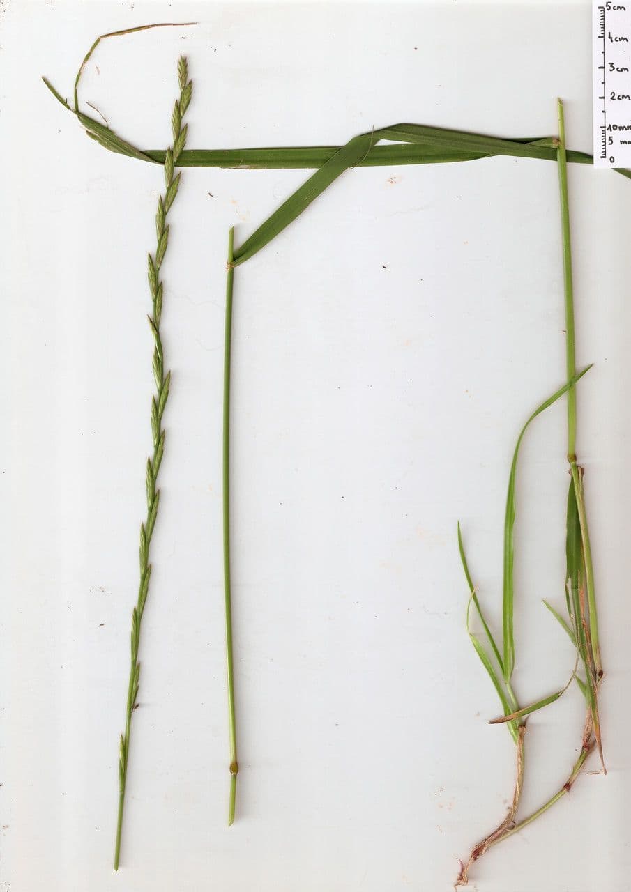 Jílek mnohokvětý 26