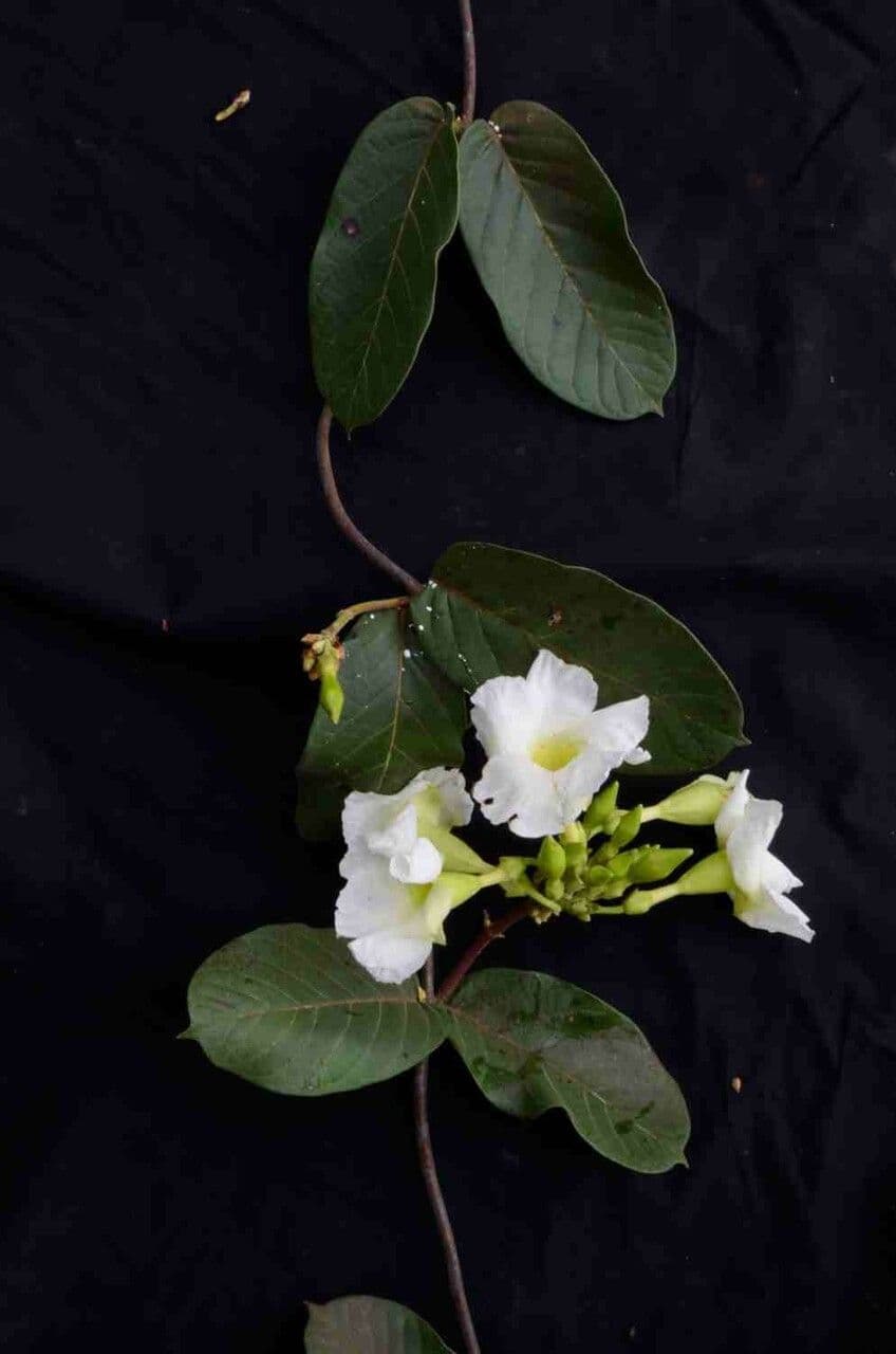 Odontadenia 5