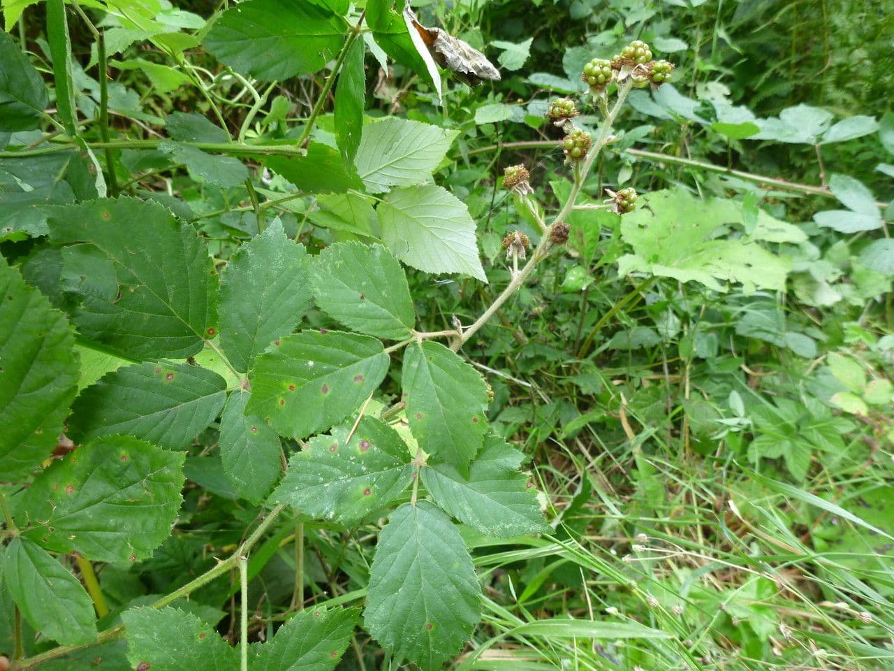 Rovo 2